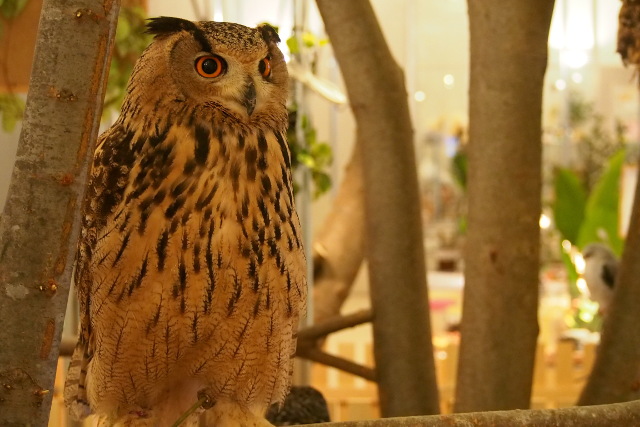 【ヒヨコのおやつ付(100円相当)】 Moff animal cafe イオンモール幕張新都心利用券-2