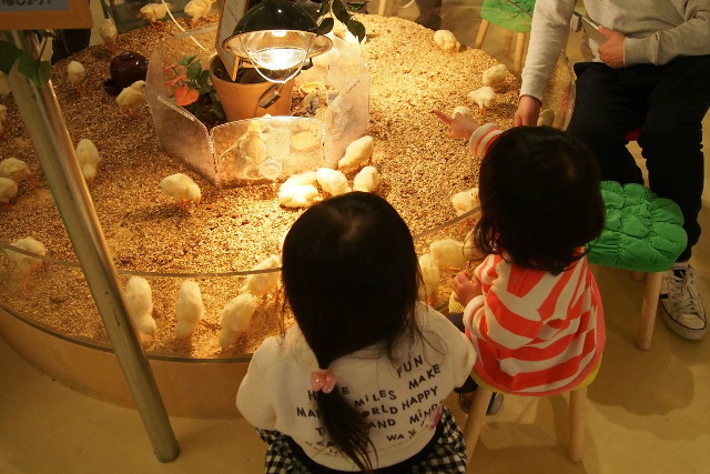 【ヒヨコのおやつ付(100円相当)】 Moff animal cafe イオンモール幕張新都心利用券-3