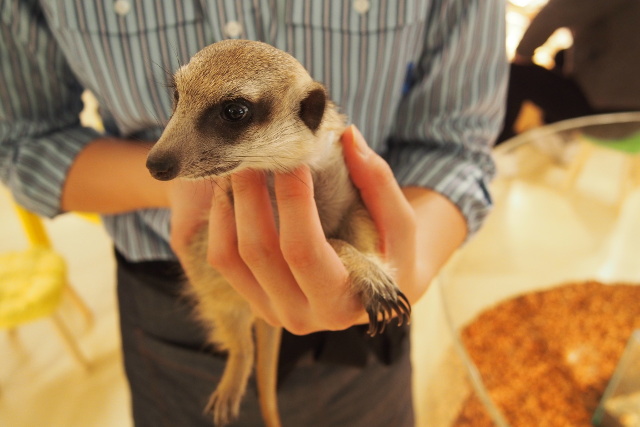 【ヒヨコのおやつ付(100円相当)】 Moff animal cafe イオンモール幕張新都心利用券-1