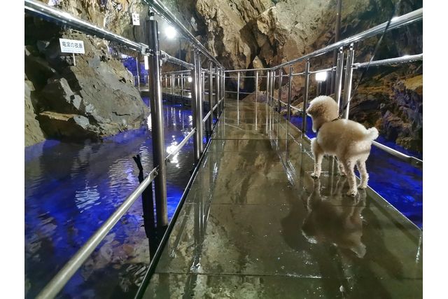 【100円割引】飛騨大鍾乳洞＆大橋コレクション館 入場クーポン-1