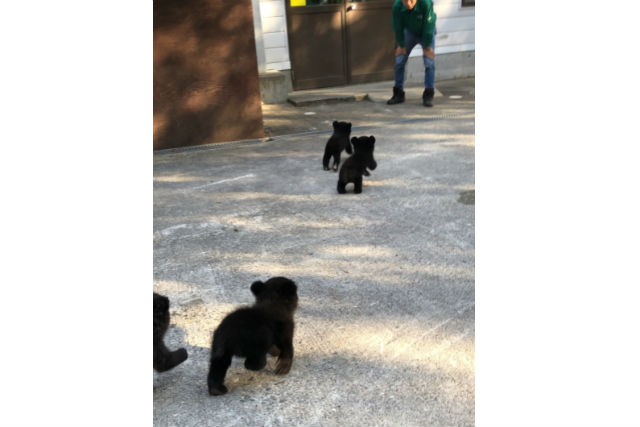 奥飛騨クマ牧場-6