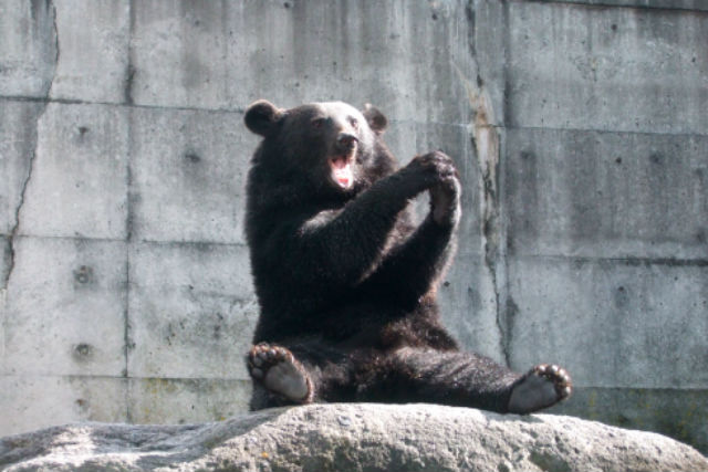 奥飛騨クマ牧場-4