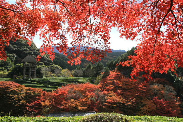 陽光美術館・日本庭園 慧洲園-10
