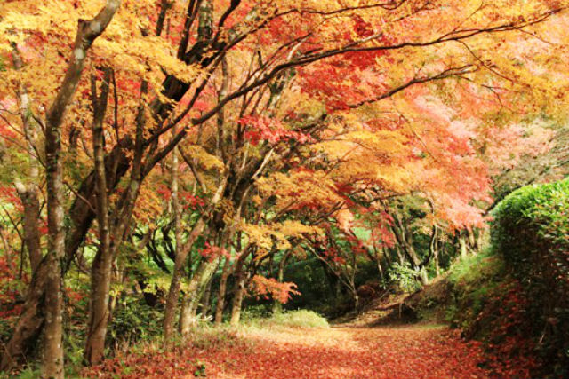 陽光美術館・日本庭園 慧洲園-6