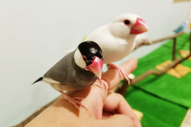 【ヒヨコのおやつ(100円相当)】Moff animal cafe MARKIS 福岡ももち利用券-1