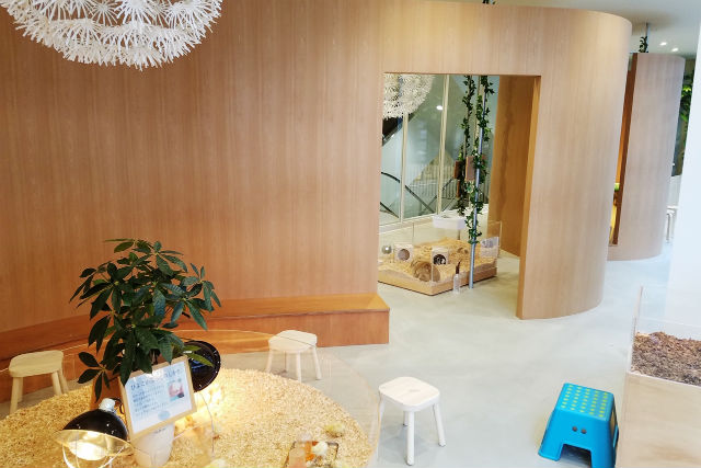 【ヒヨコのおやつ(100円相当)】Moff animal cafe MARKIS 福岡ももち利用券-6