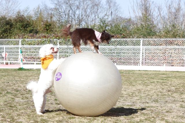 【最大210円割引】IPCわんわん動物園　入館クーポン-8