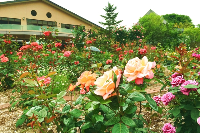 【20％割引】丹波市立薬草薬樹公園 丹波の湯 入浴クーポン-4