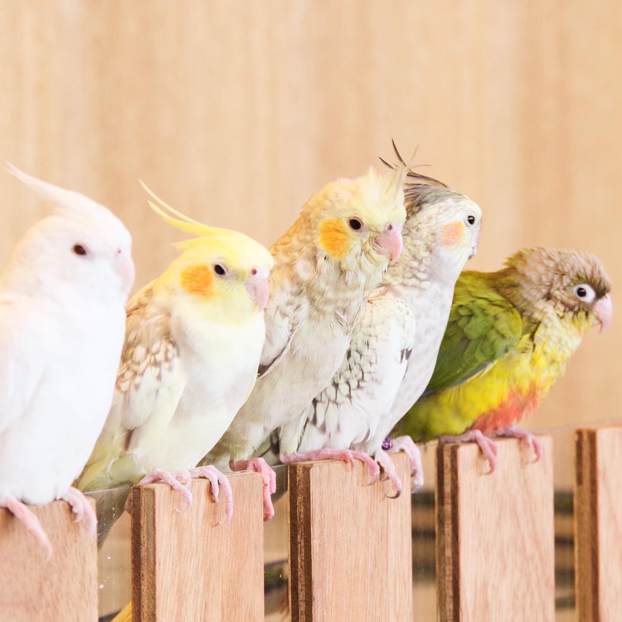 Moff animal cafe 小田原ダイナシティ店-1