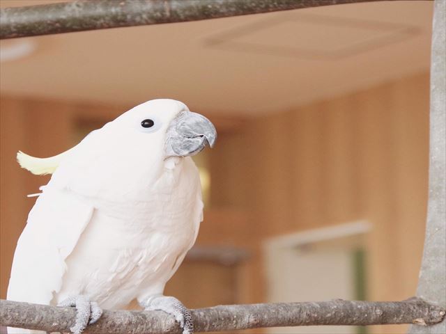Moff animal cafe 小田原ダイナシティ店-6