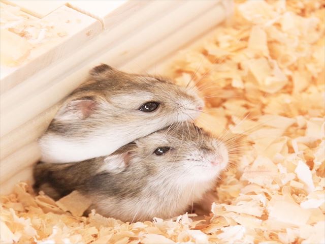 Moff animal cafe 小田原ダイナシティ店-4