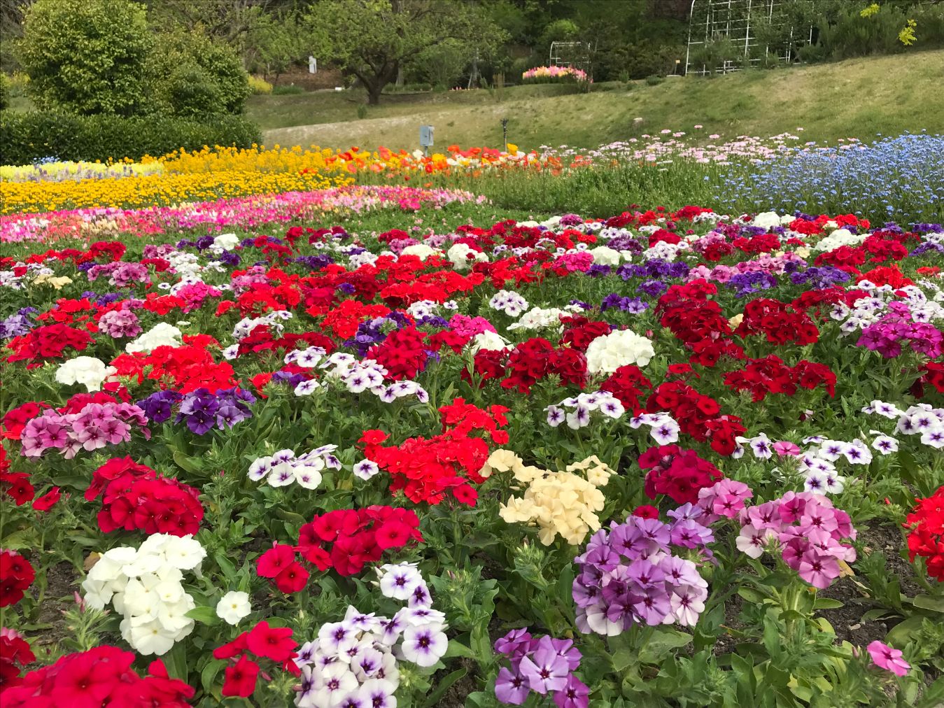 【最大20%OFF】やまぐちフラワーランド　入園券-10