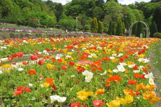 【最大20%OFF】やまぐちフラワーランド　入園券-3