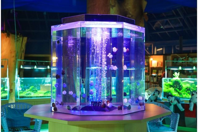 水中楽園アクアリウム-9