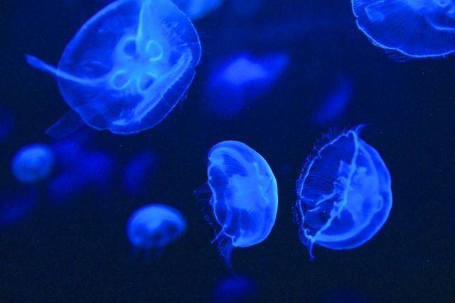 水中楽園アクアリウム-11