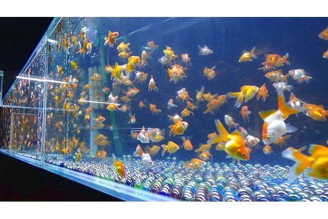 水中楽園アクアリウム-7