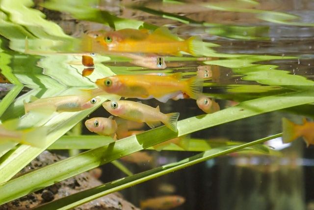 水中楽園アクアリウム-16