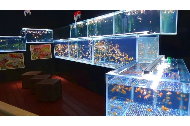 水中楽園アクアリウム-6