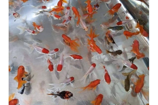 水中楽園アクアリウム-19