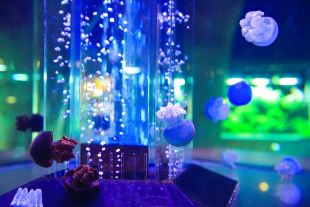 水中楽園アクアリウム-10