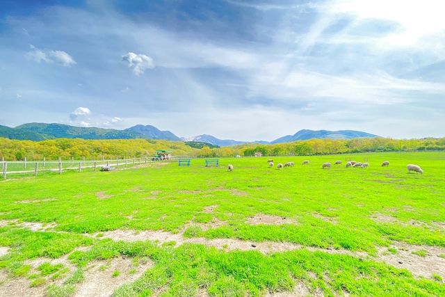 くじゅうやまなみ牧場-3