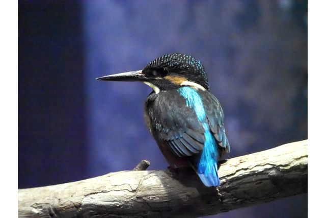 アクアマリンいなわしろカワセミ水族館　前売り電子入館チケット-3