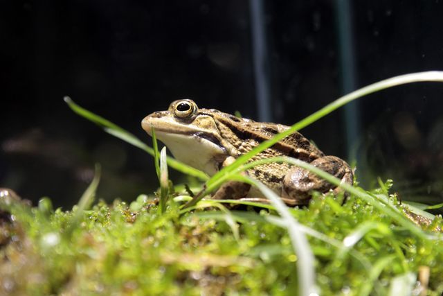 アクアマリンいなわしろカワセミ水族館　前売り電子入館チケット-5