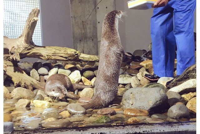 アクアマリンいなわしろカワセミ水族館　前売り電子入館チケット-10