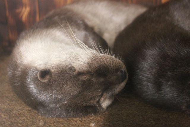 アクアマリンいなわしろカワセミ水族館　前売り電子入館チケット-9