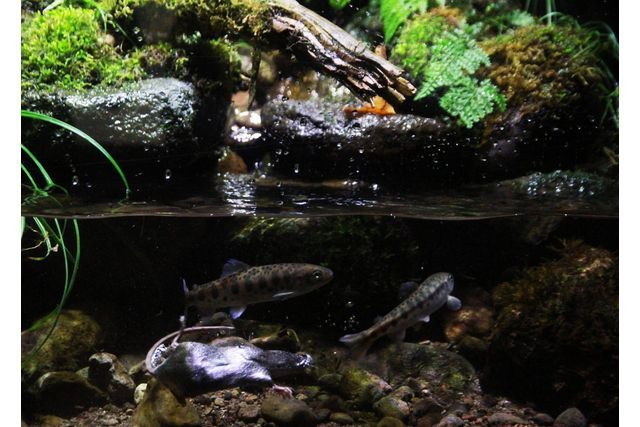 アクアマリンいなわしろカワセミ水族館　前売り電子入館チケット-7