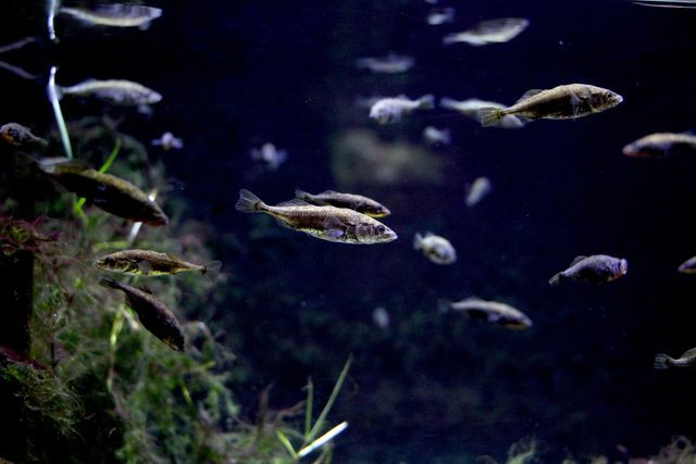 アクアマリンいなわしろカワセミ水族館　前売り電子入館チケット-11