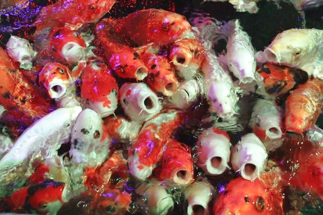 アクアテラス錦ケ丘　アクアテラス前売りWEB入館券-12