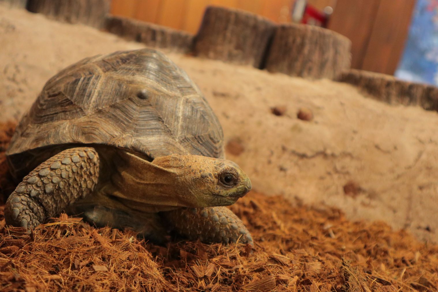 【スマホで入場OK】珍しい生き物に会える！NARA IKIMONO MUSEUM 入場券-2
