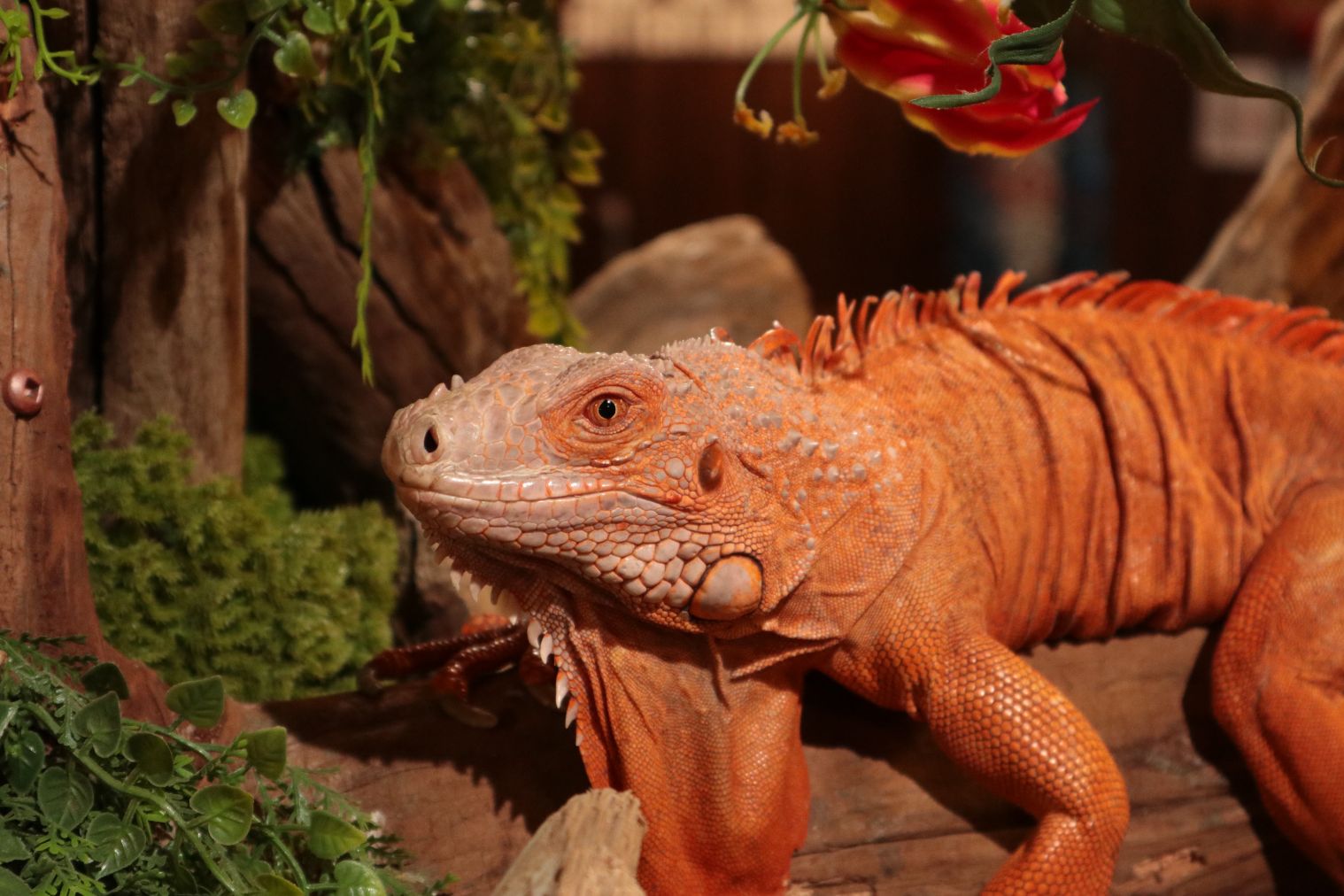 【スマホで入場OK】珍しい生き物に会える！NARA IKIMONO MUSEUM 入場券-1