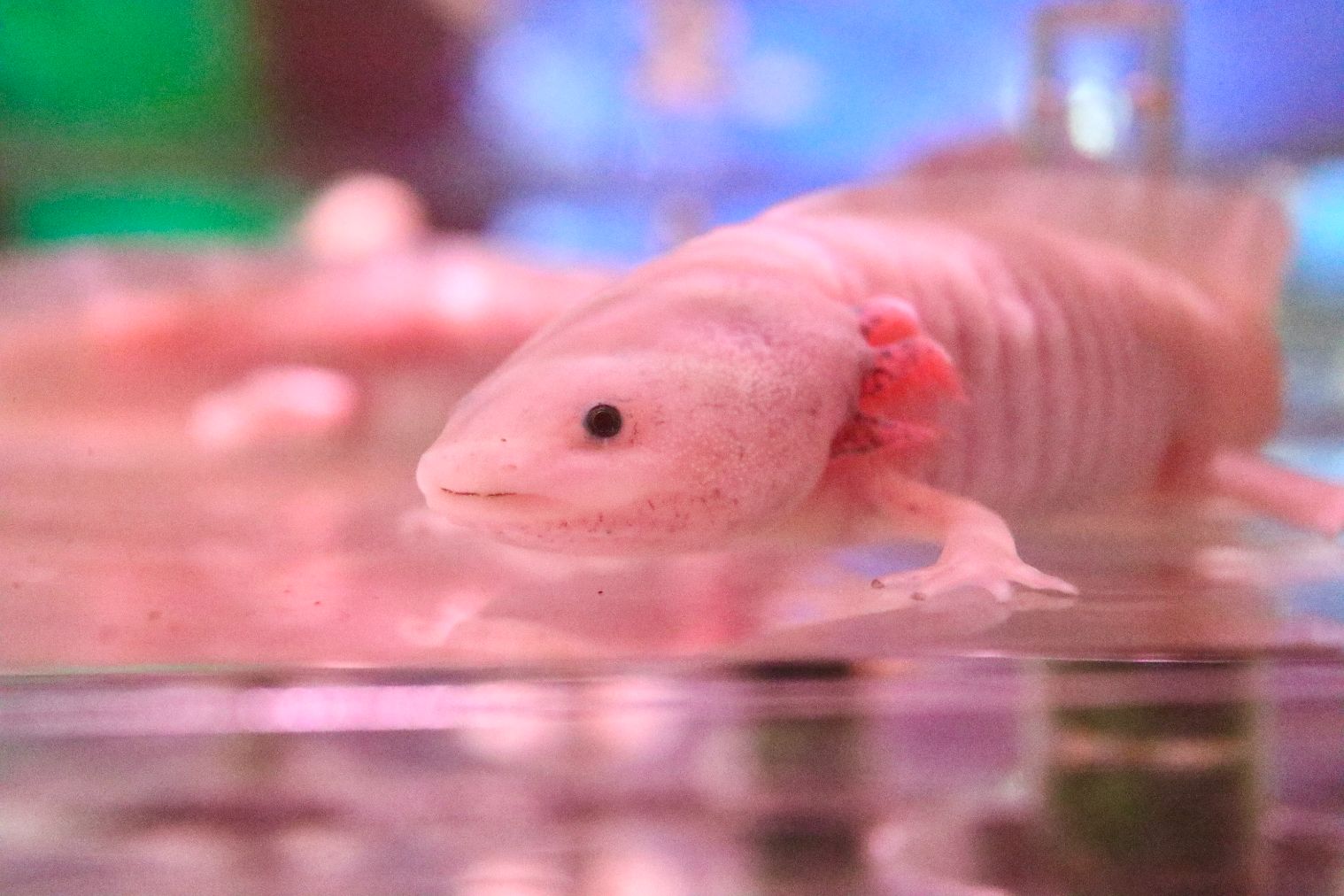 【スマホで入場OK】珍しい生き物に会える！NARA IKIMONO MUSEUM 入場券-3