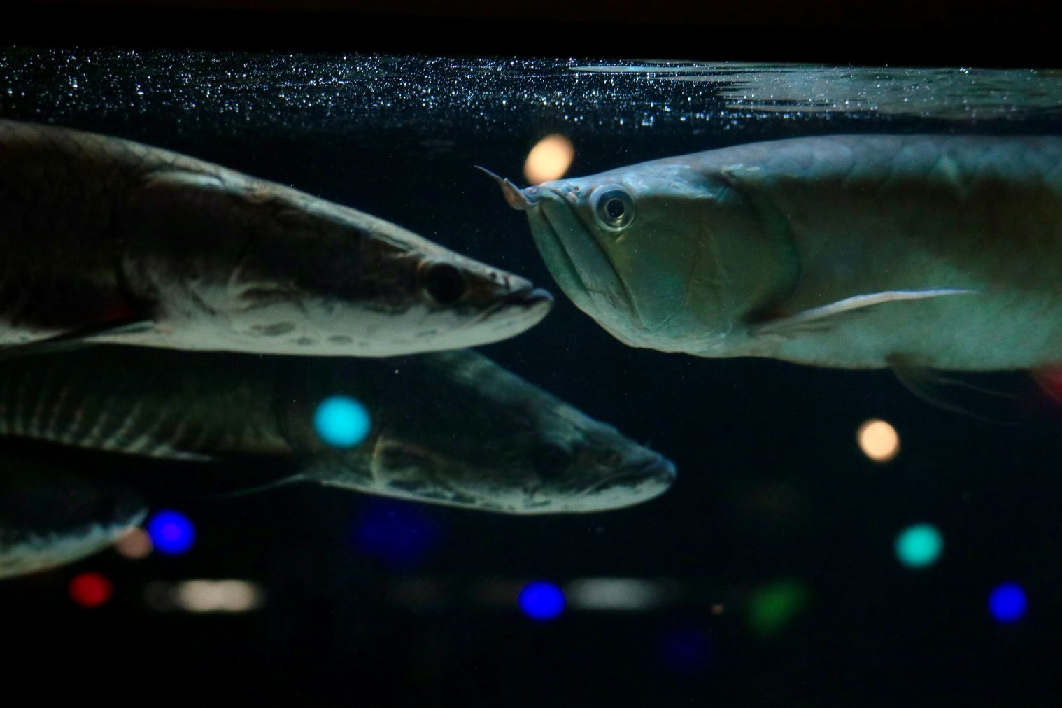 【スマホで入場OK】珍しい生き物に会える！NARA IKIMONO MUSEUM 入場券-19
