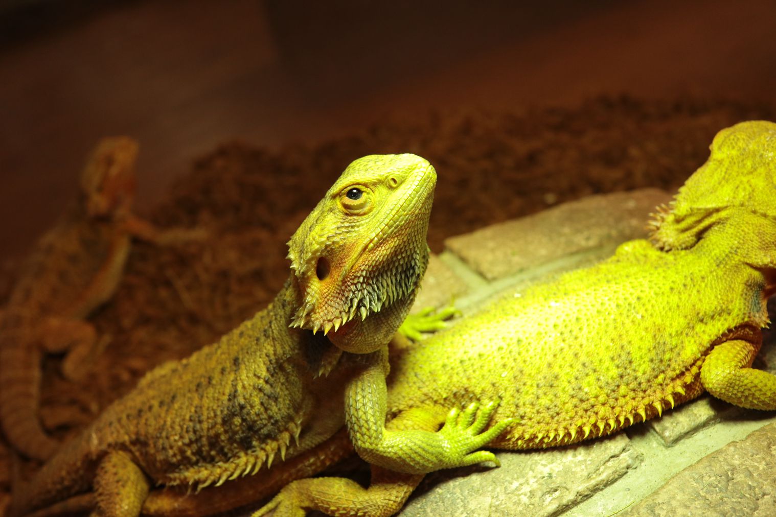 【スマホで入場OK】珍しい生き物に会える!NARA IKIMONO MUSEUM 入場券 【スマホで入場OK】珍しい生き物に会える!NARA IKIMONO MUSEUM 入場券