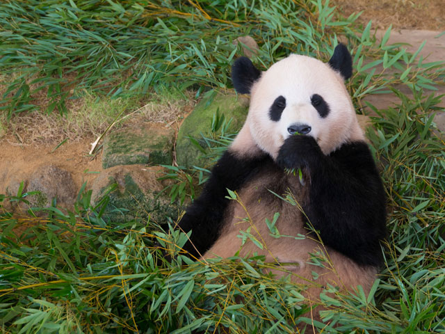 アドベンチャーワールド