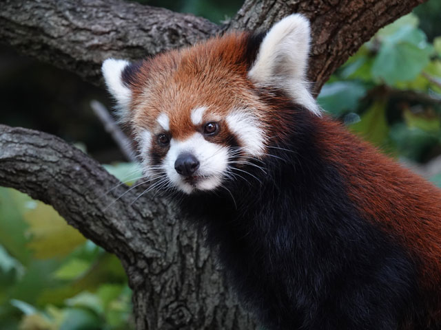 野毛山動物園 野毛山動物園