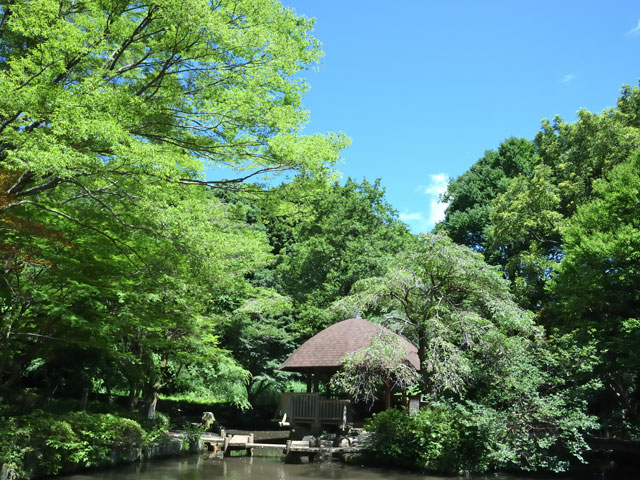 東高根森林公園