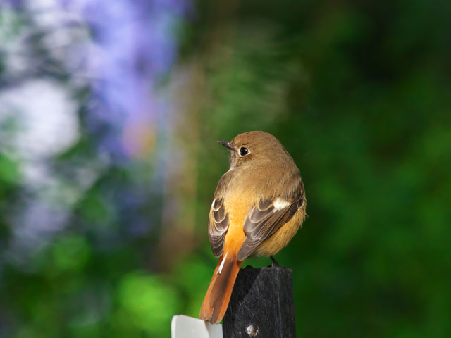 相模川自然の村公園