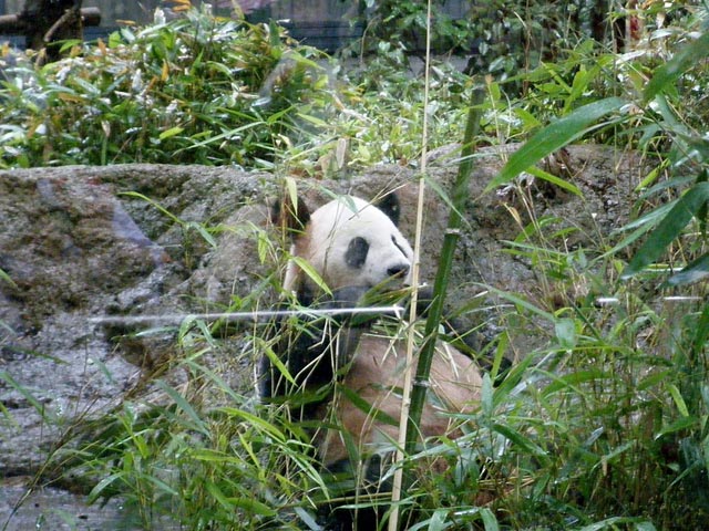 上野動物園 上野動物園