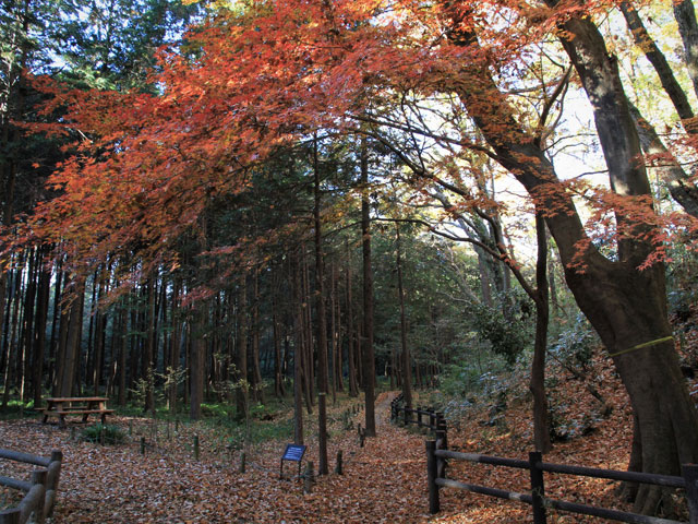 大和市 泉の森 大和市 泉の森