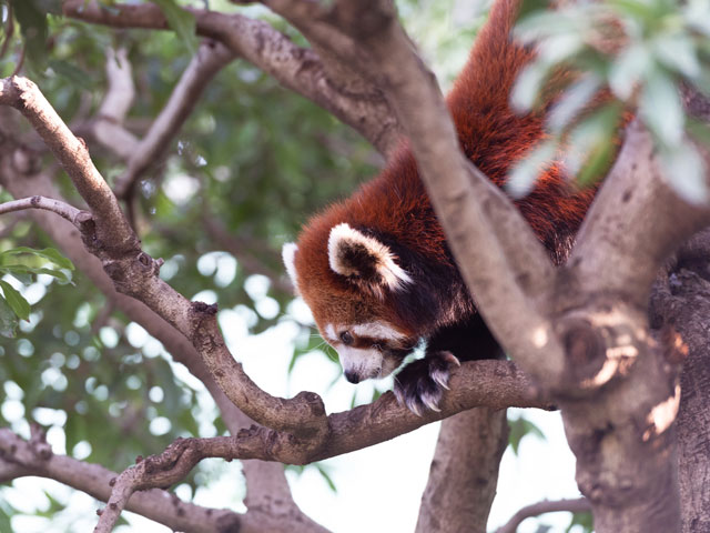 江戸川区自然動物園