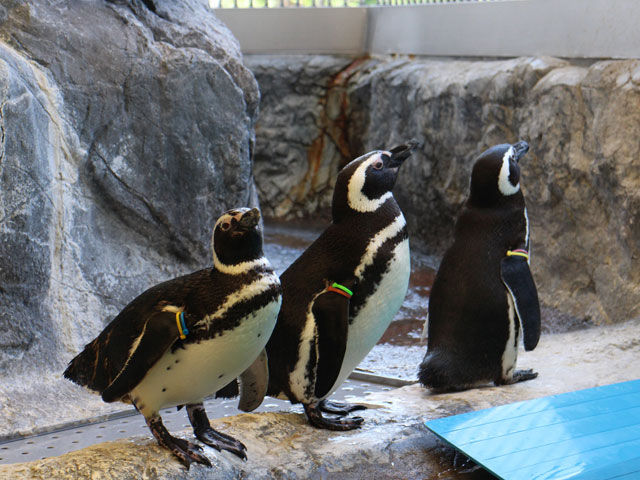 しながわ水族館