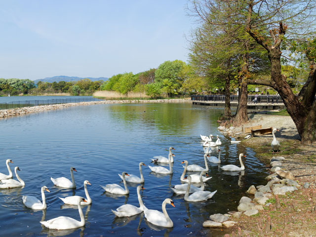 昆陽池公園