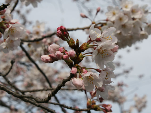 大和市桜ヶ丘 千本桜 大和市桜ヶ丘 千本桜