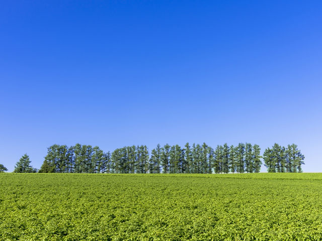 セブンスターの木・マイルドセブンの丘