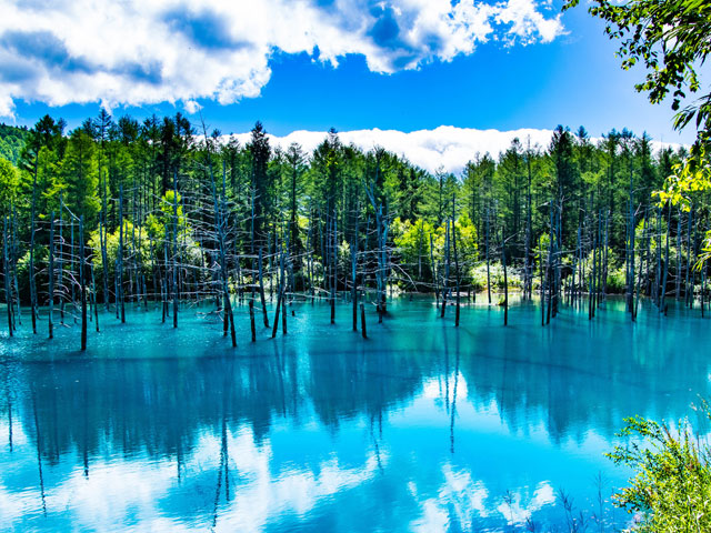 青い池・しらひげの滝