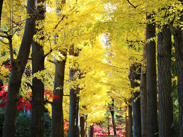 大田黒公園